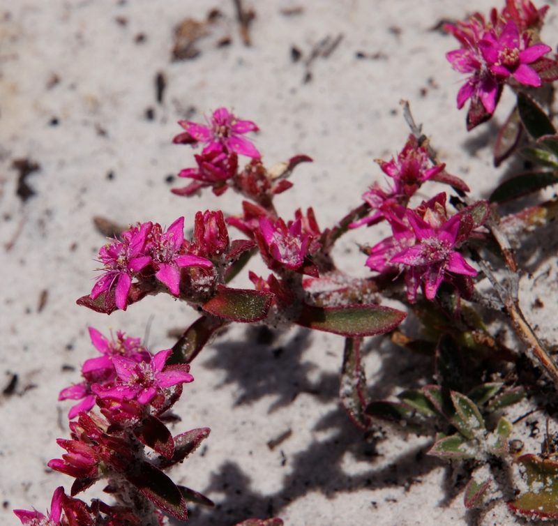 Aizoon paniculatum, photographed by Tony Rebelo