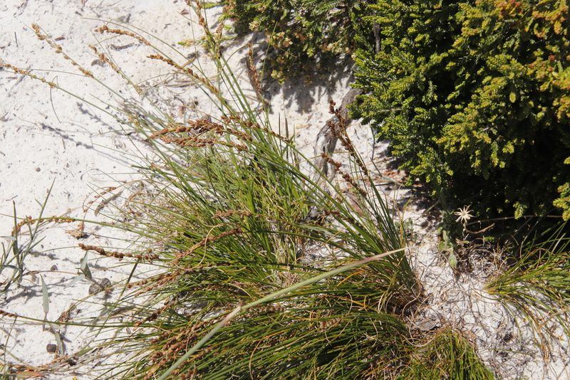 Ficinia secunda, photographed by Tony Rebelo