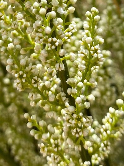 Leptomeria preissiana, photographed by Ursina Gringer