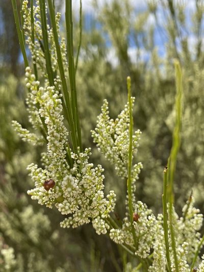 Leptomeria preissiana, photographed by Ursina Gringer