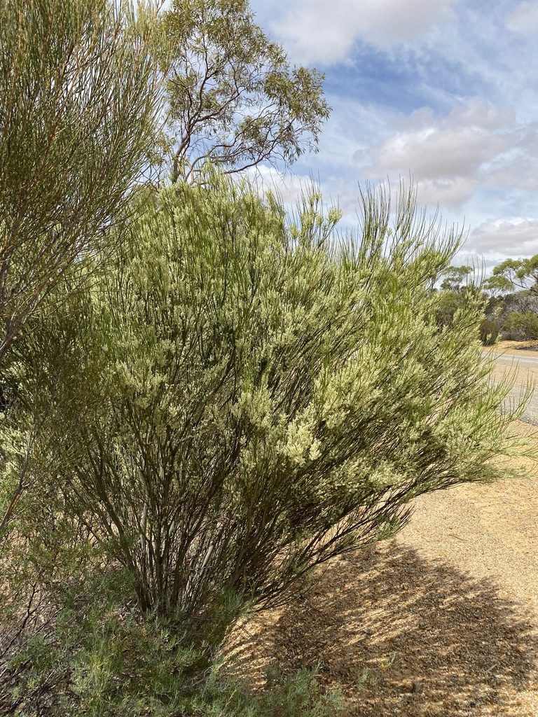 Leptomeria preissiana, photographed by Ursina Gringer