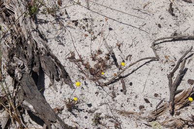 Cotula pruinosa, photographed by Tony Rebelo