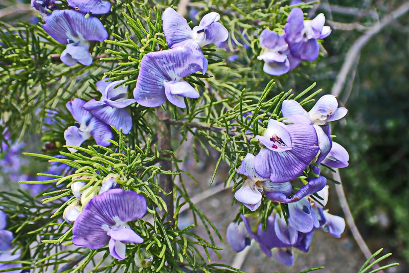 Psoralea speciosa, photographed by Di Turner