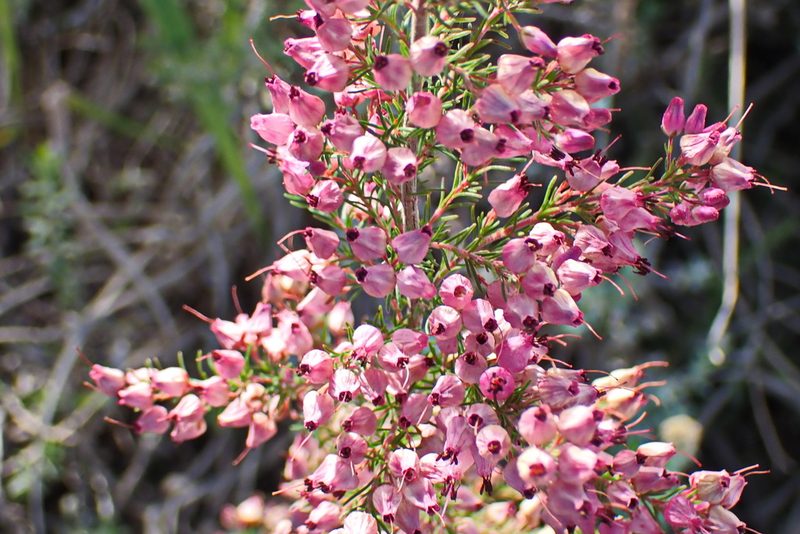 Erica nutans, photographed by Di Turner