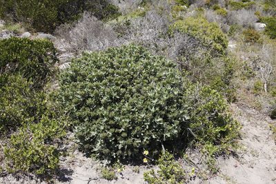 Lobostemon montanus, photographed by Tony Rebelo
