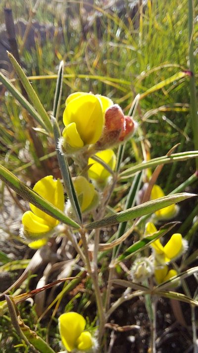 Argyrolobium lunare, photographed by Jacques van der Merwe