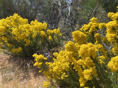 Verticordia chrysanthella, photographed by Ursina Gringer