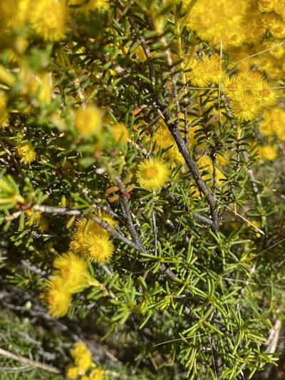 Verticordia chrysanthella, photographed by Ursina Gringer