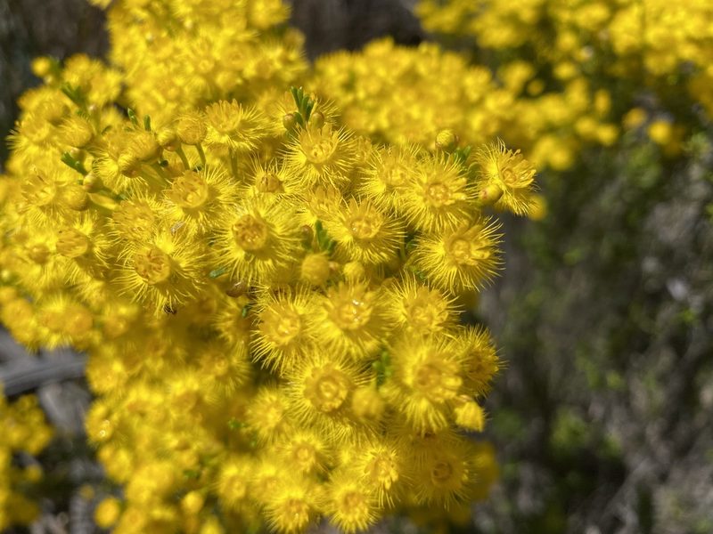 Verticordia chrysanthella, photographed by Ursina Gringer