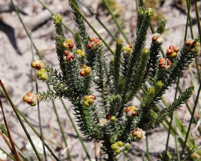 Phylica strigosa, photographed by Tony Rebelo