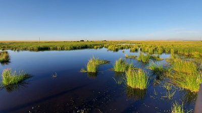 Eleocharis limosa, photographed by Jacques van der Merwe