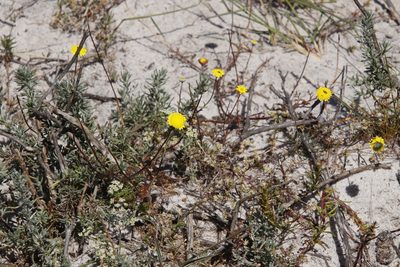 Cotula pruinosa, photographed by Tony Rebelo