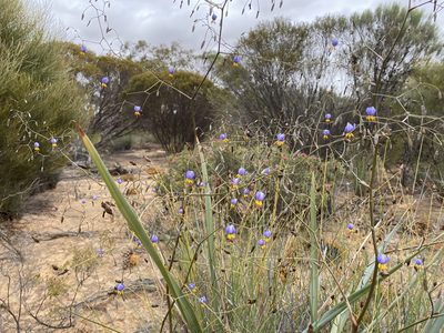 Dianella revoluta, photographed by Ursina Gringer