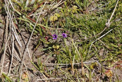 Monopsis debilis, photographed by Tony Rebelo