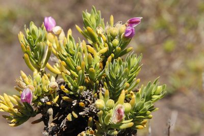 Orphium frutescens, photographed by Tony Rebelo