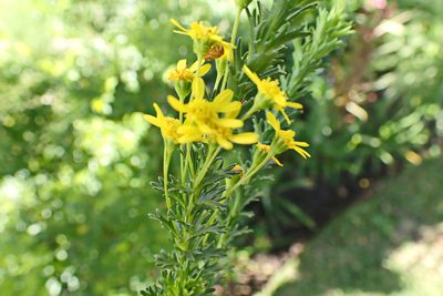 Euryops virgineus, photographed by Di Turner