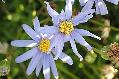 Felicia amelloides, photographed by Di Turner