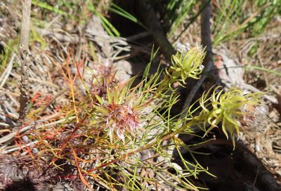 Serruria phylicoides, photographed by linkie