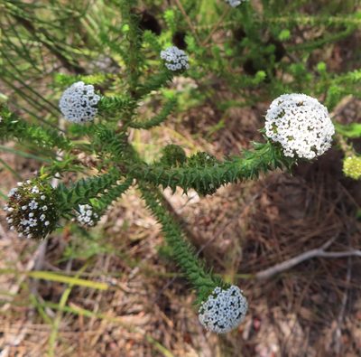 Stoebe aethiopica, photographed by linkie