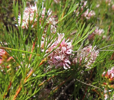 Serruria rubricaulis, photographed by linkie