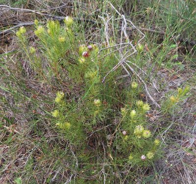 Serruria phylicoides, photographed by linkie