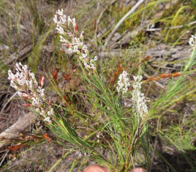 Spatalla racemosa, photographed by linkie