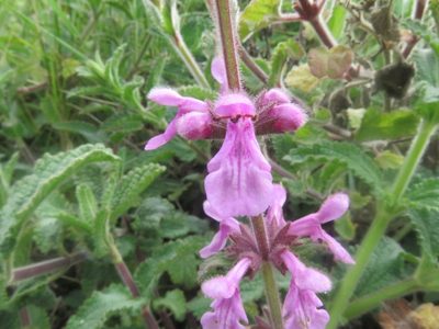 Stachys grandidentata, photographed by Bruno Avilez