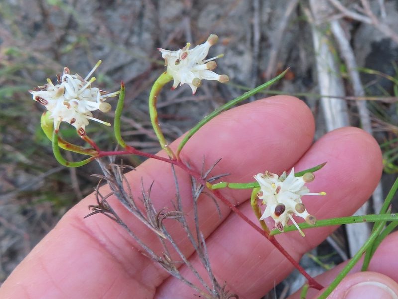 Serruria flagellifolia, photographed by linkie