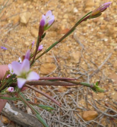 Heliophila scoparia, photographed by linkie