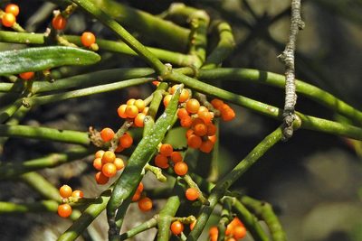 Phoradendron quadrangulare, photographed by Hugo Hulsberg