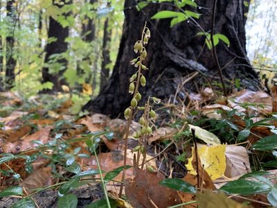 Corallorhiza odontorhiza, photographed by Elizabeth Axley