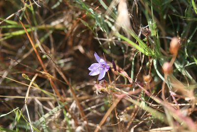 Geissorhiza aspera, photographed by Jacques van der Merwe