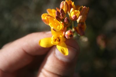 Ixia dubia, photographed by Jacques van der Merwe