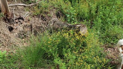 Hippia frutescens, photographed by Di Turner