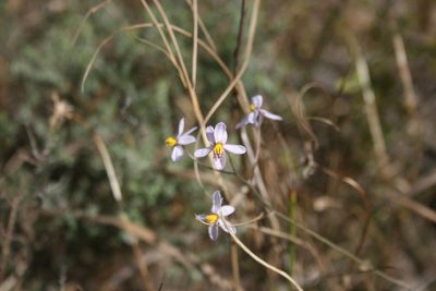Cyanella hyacinthoides, photographed by Jacques van der Merwe