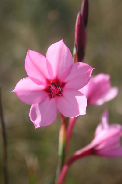 Watsonia strictiflora, photographed by Jacques van der Merwe