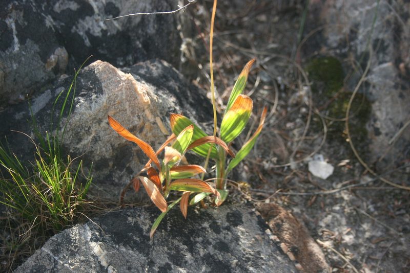 Babiana nervosa, photographed by Jacques van der Merwe