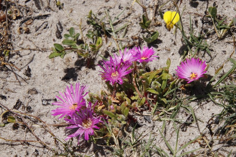 Cleretum bellidiforme, photographed by Tony Rebelo