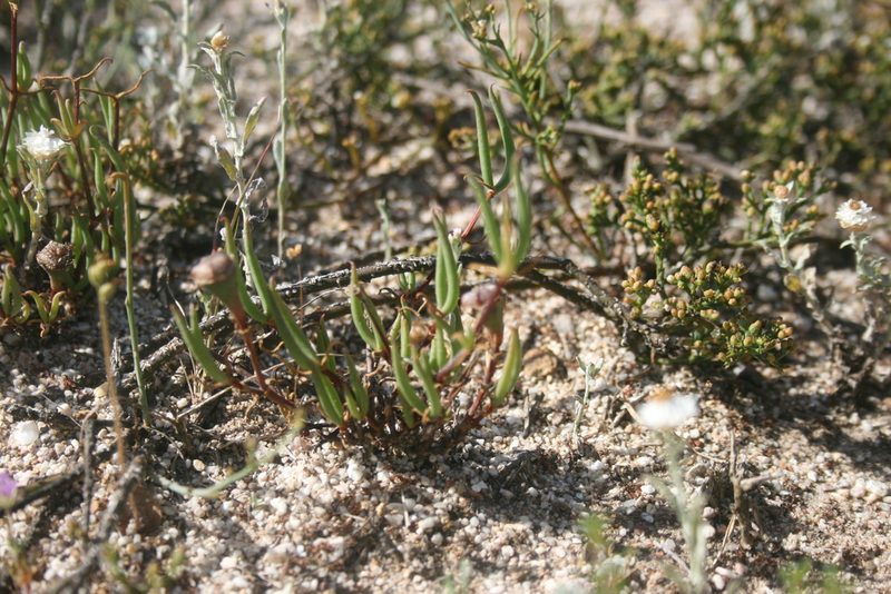 Lampranthus filicaulis, photographed by Jacques van der Merwe