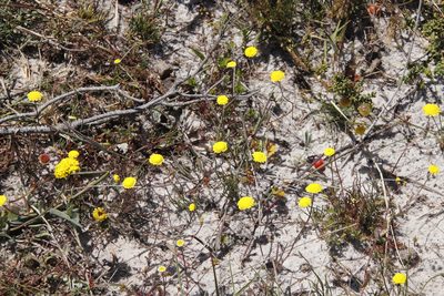 Cotula pruinosa, photographed by Tony Rebelo