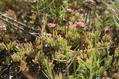 Lampranthus debilis, photographed by Jacques van der Merwe
