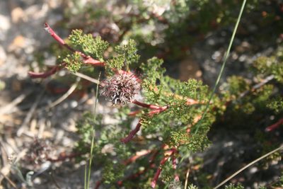 Serruria incrassata, photographed by Jacques van der Merwe