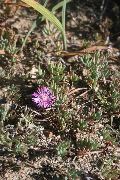 Lampranthus sociorum, photographed by Jacques van der Merwe