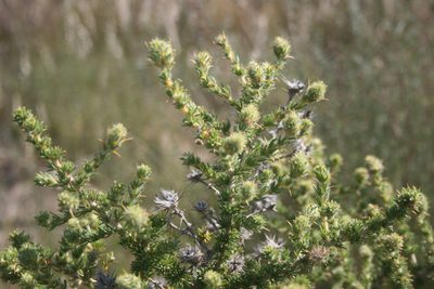 Aspalathus aculeata, photographed by Jacques van der Merwe