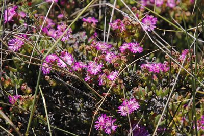 Ruschia macowanii, photographed by Tony Rebelo