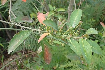 Clutia pulchella, photographed by Di Turner