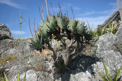 Kumara plicatilis, photographed by Jacques van der Merwe