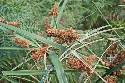 Cyperus thunbergii, photographed by Di Turner