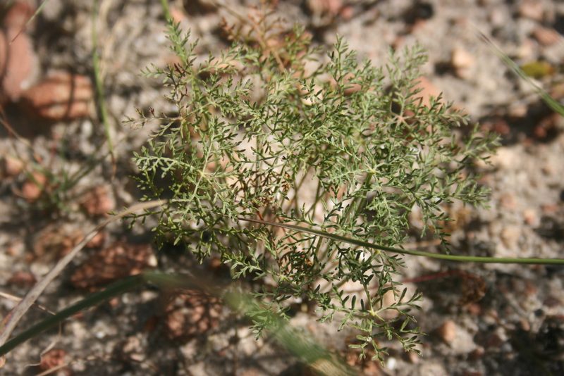 Monsonia speciosa, photographed by Jacques van der Merwe
