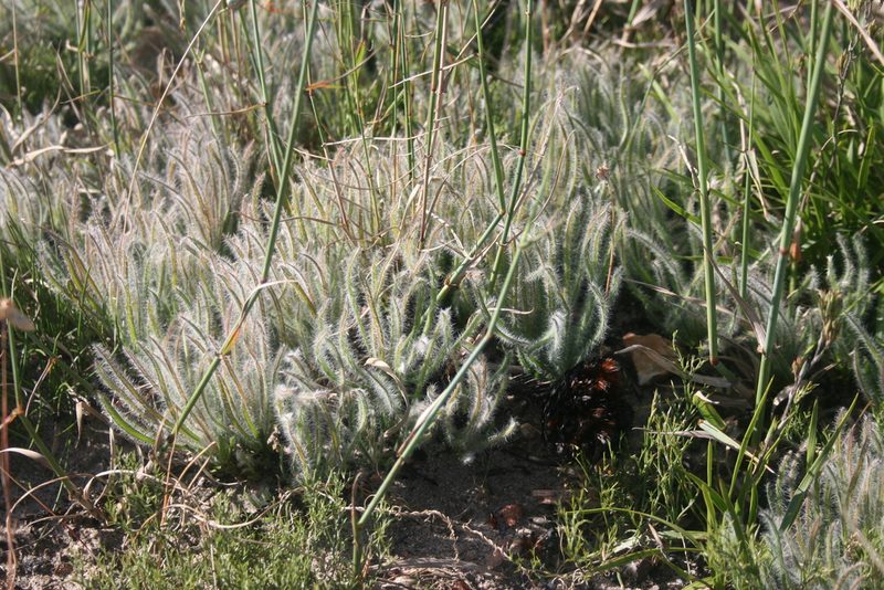 Protea scorzonerifolia, photographed by Jacques van der Merwe